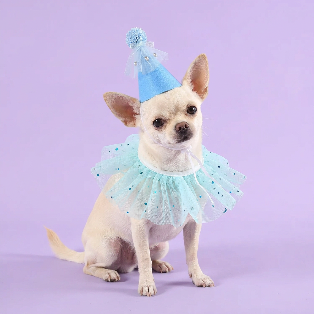 Cream Chihuahua seated with a gentle head tilt