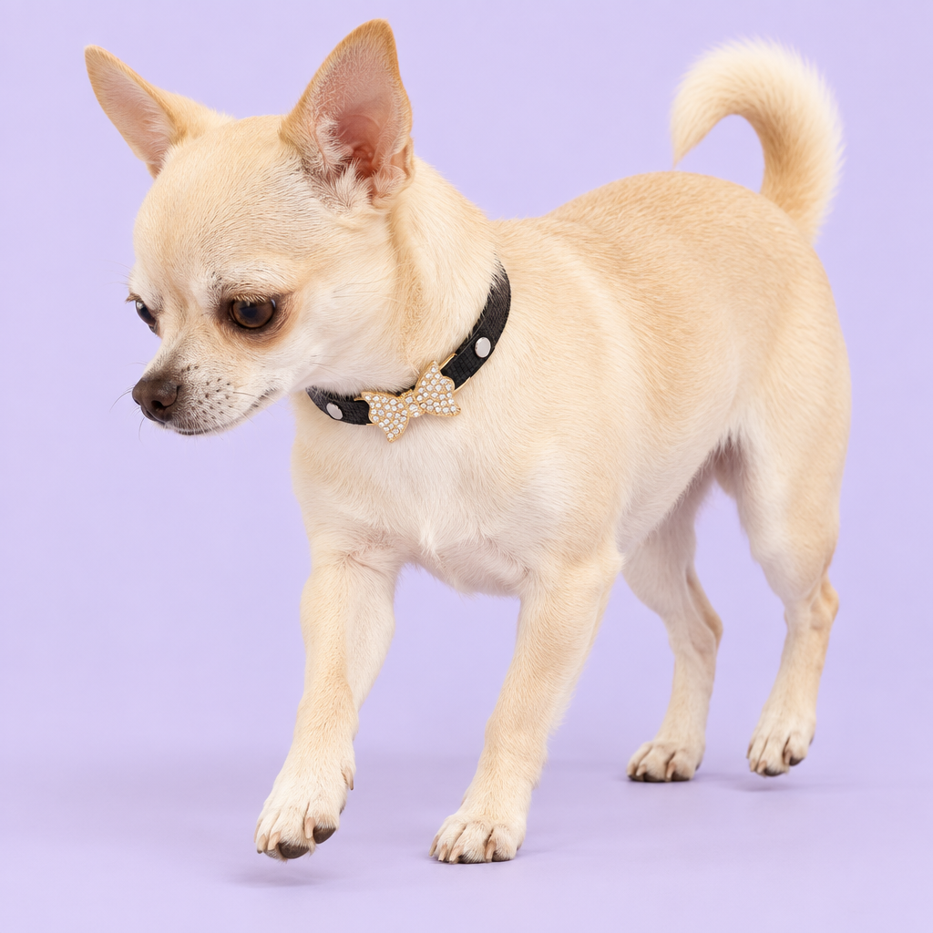 Cream Chihuahua walking