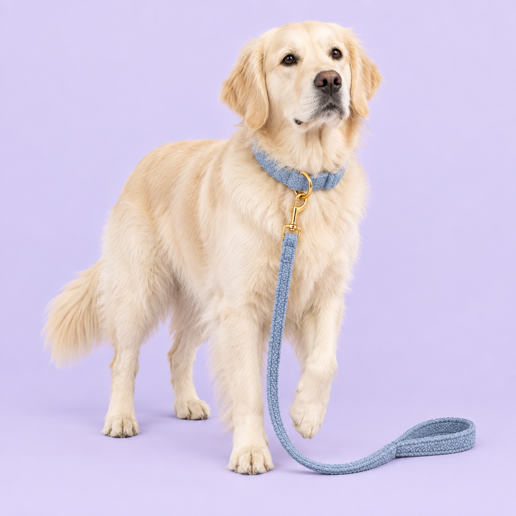 Cream Golden Retriever in blue teddy-fleece set