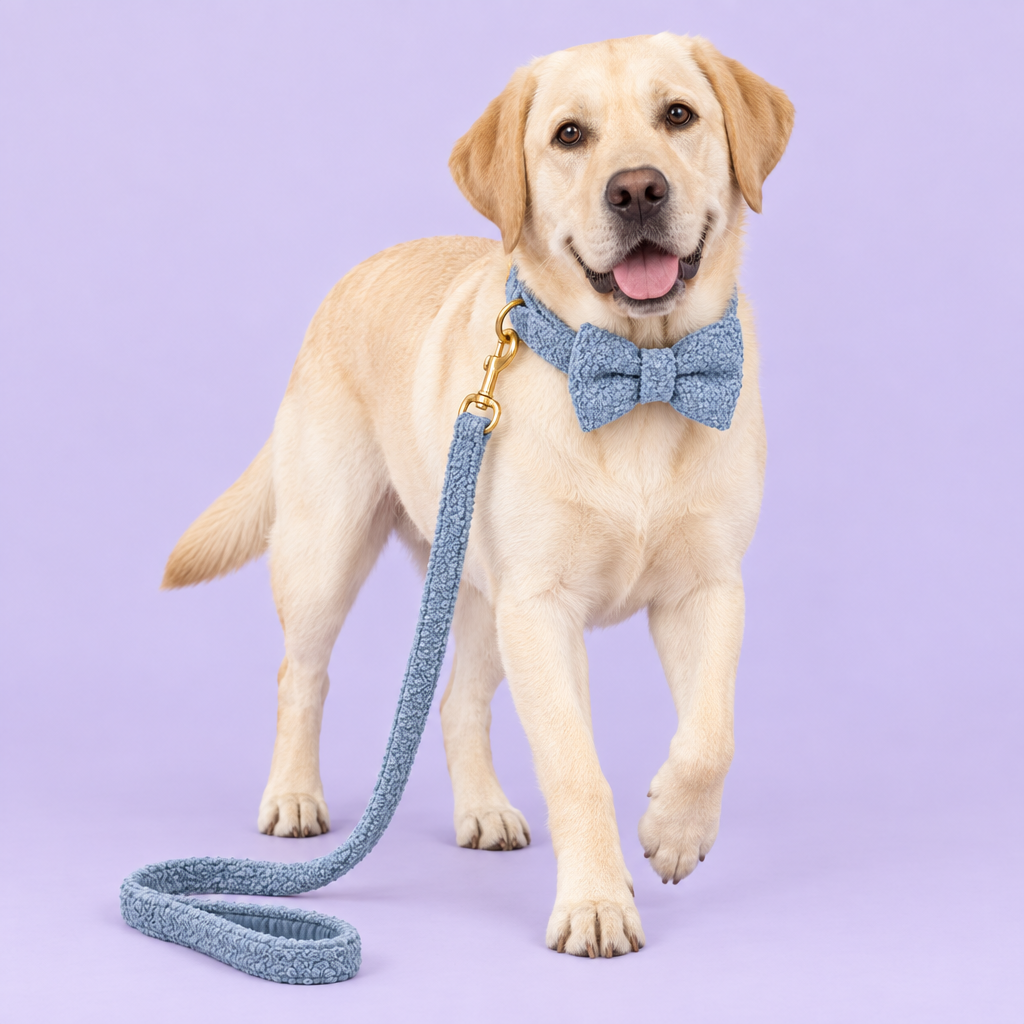 Cream Labrador in blue teddy-fleece bow-tie set