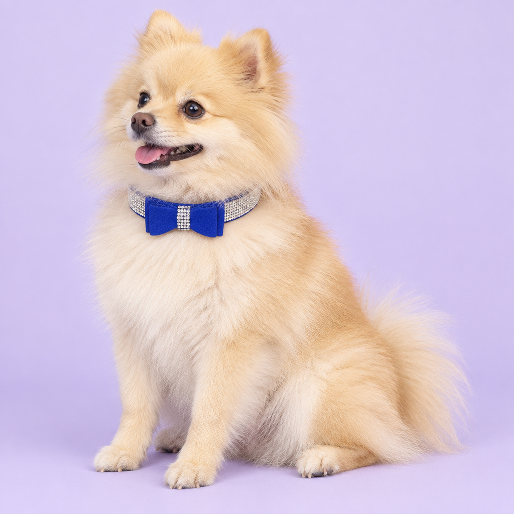 Cream Pomeranian seated with an off-camera gaze