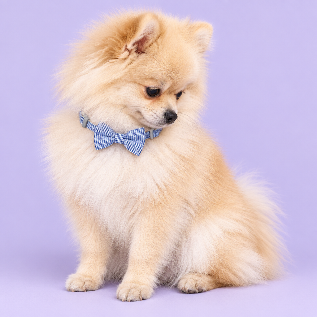 Cream Pomeranian sitting in profile