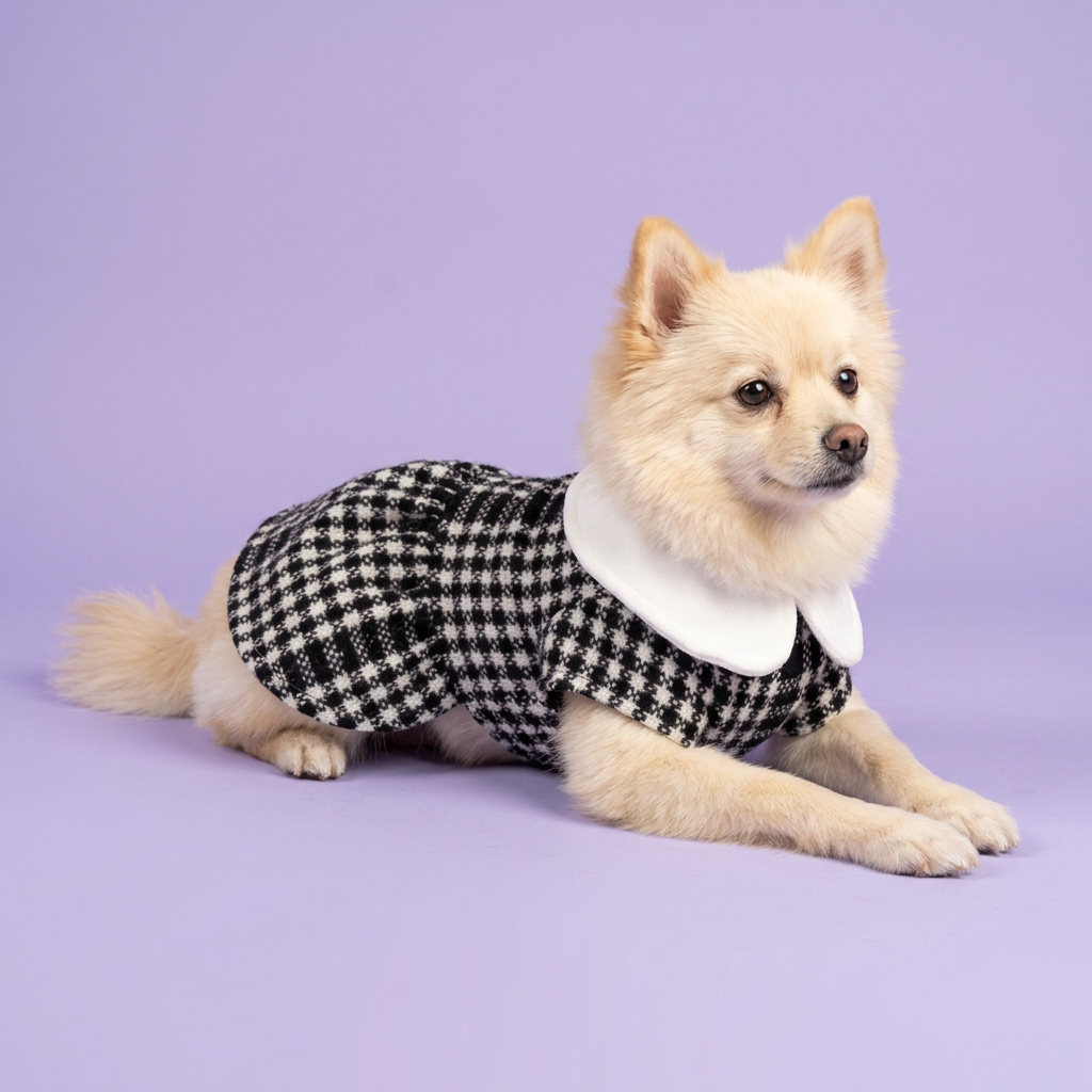 Cream Spitz lounging in the houndstooth dress