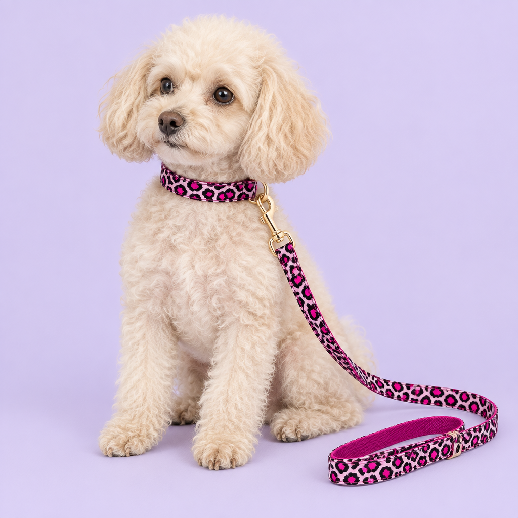 Cream Toy Poodle with pink leopard collar and leash