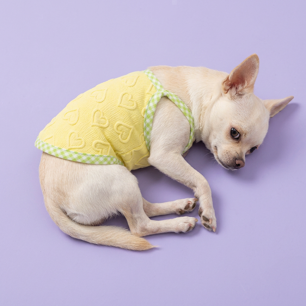Curled-up Chihuahua wearing the yellow heart top