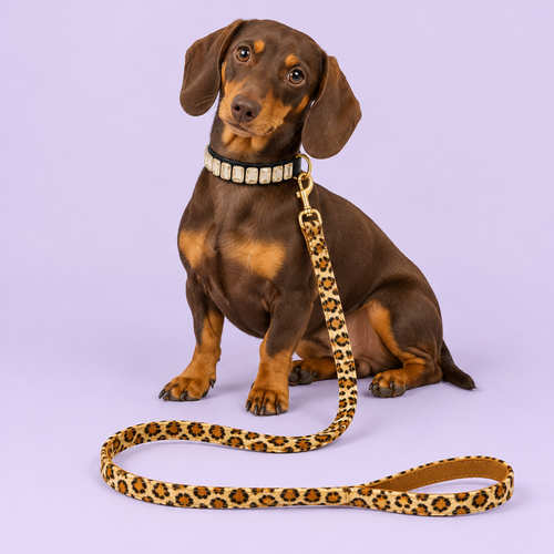 Dachshund with opal collar and leopard leash