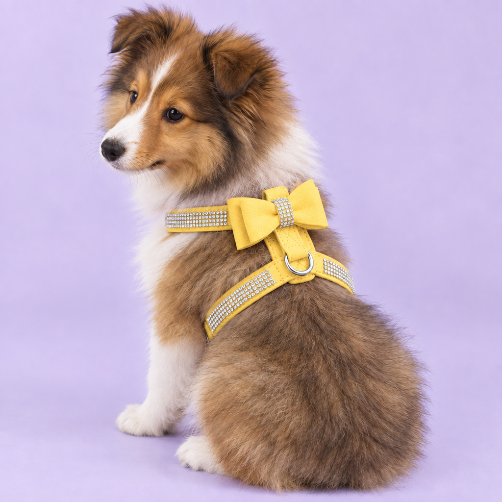 Dachshund with the yellow harness