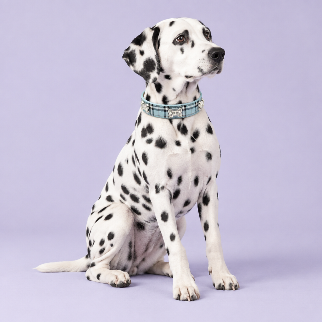 Dalmatian sitting in a three-quarter pose