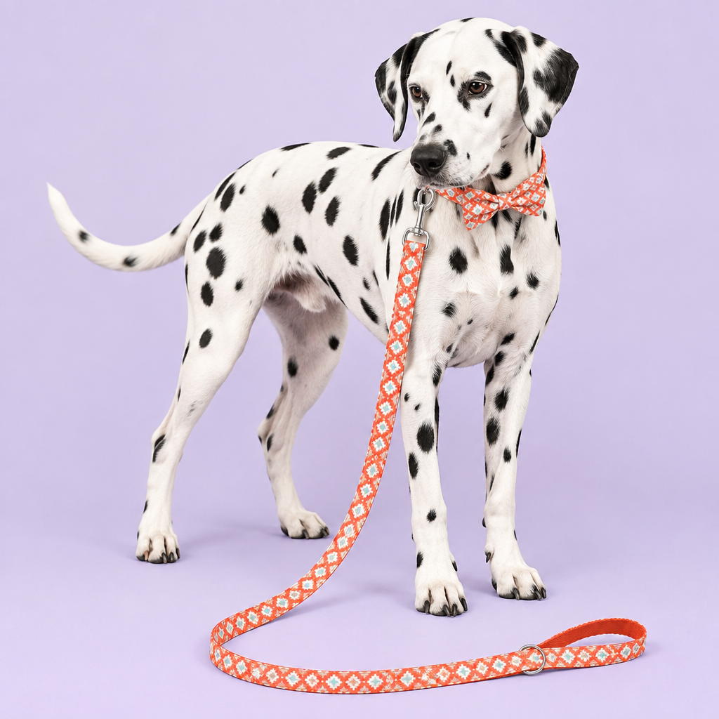 Dalmatian wearing geometric bow collar and leash