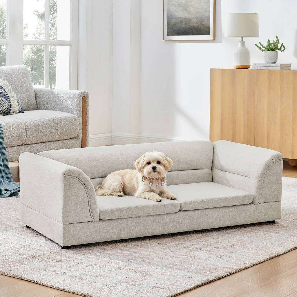 Dog wearing the exact jeweled collar on the unchanged couch