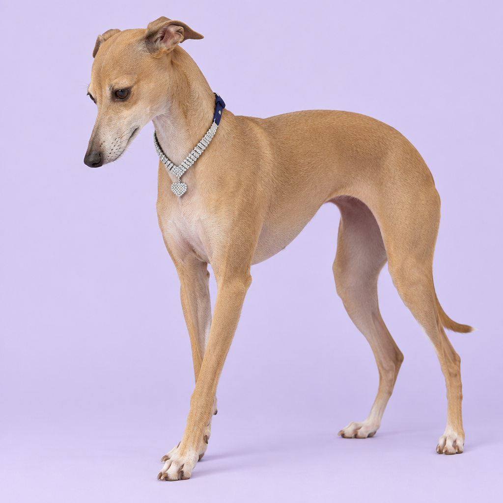 Fawn Italian greyhound standing with its gaze lowered
