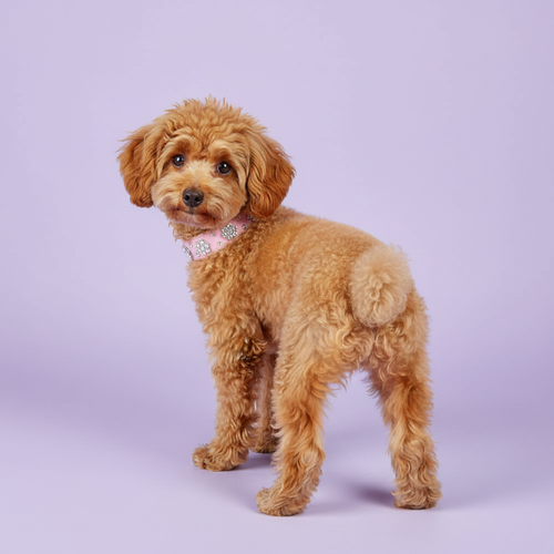 Golden Poodle wearing a pink rhinestone collar against a soft lavender studio background.