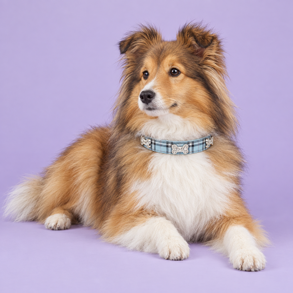 Golden-sable Shetland sheepdog lounging