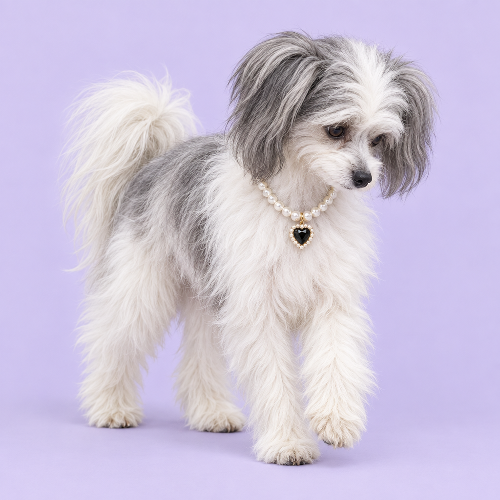Grey-and-white Chinese Crested Powderpuff