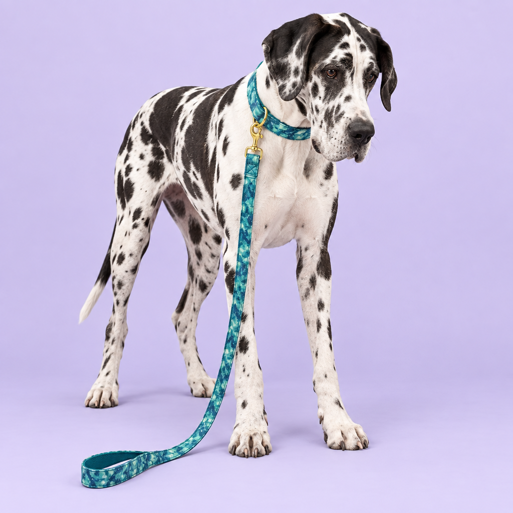 Harlequin Great Dane standing with head gently lowered