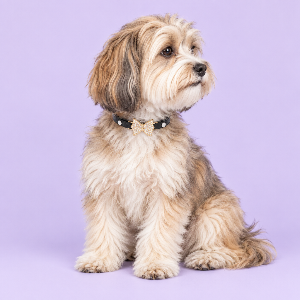 Havanese sitting at an angle