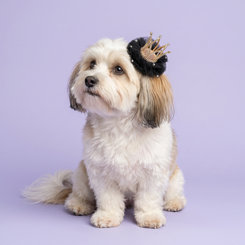 Havanese wearing the black crown clip