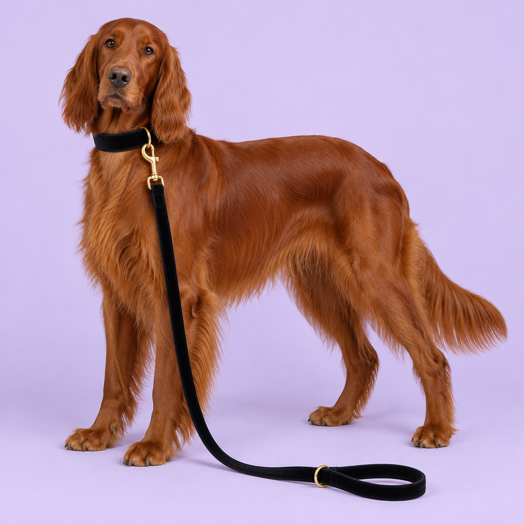 Irish Setter in the black velvet collar and leash set