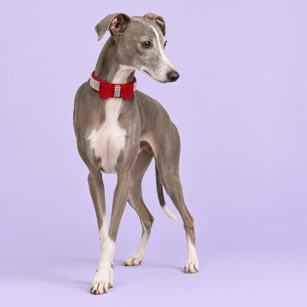 Italian greyhound standing elegantly with a lowered side gaze