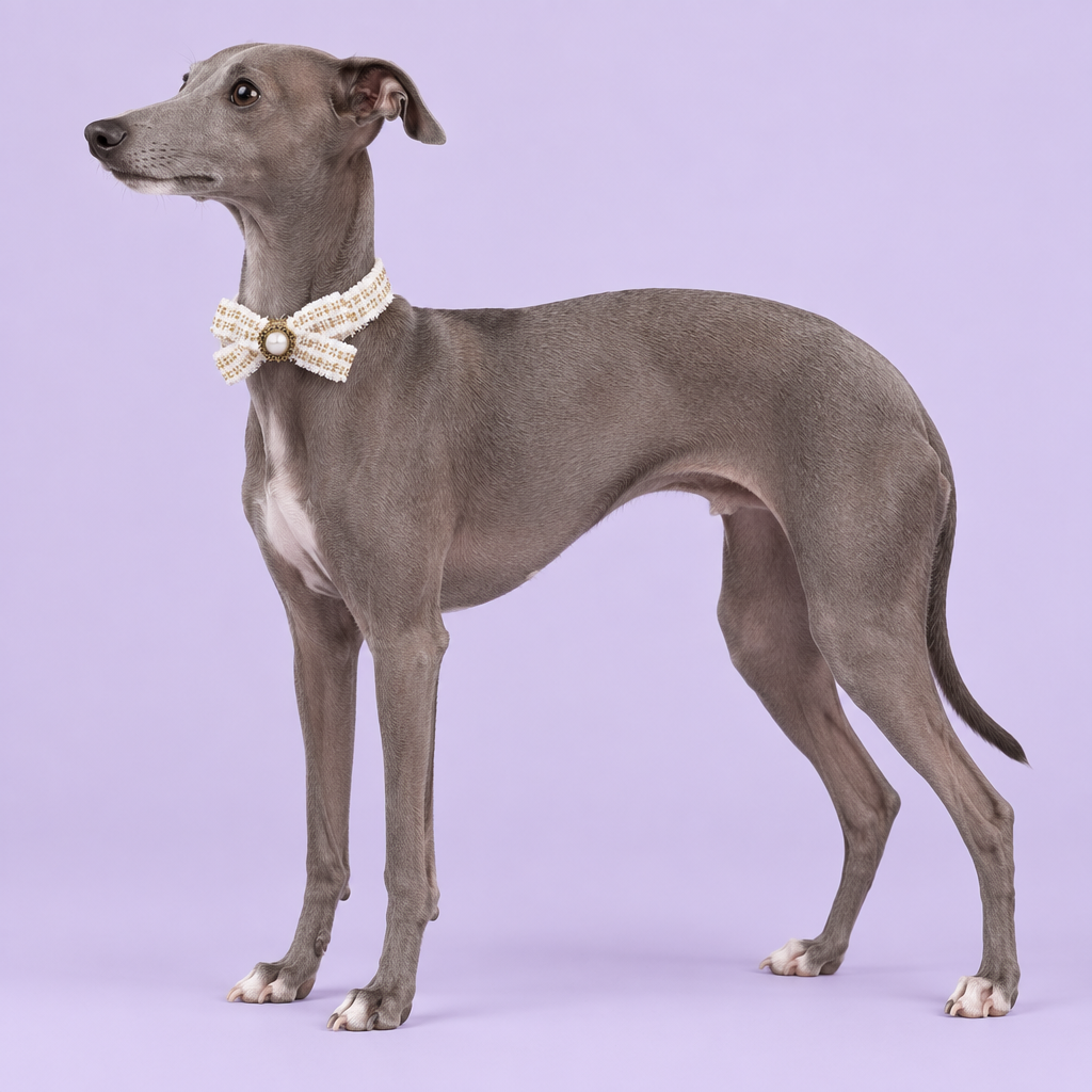Italian Greyhound standing