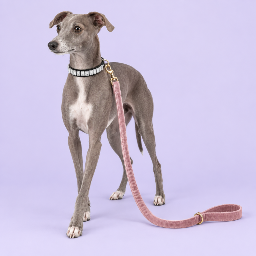 Italian greyhound with crystal collar and pink velvet leash