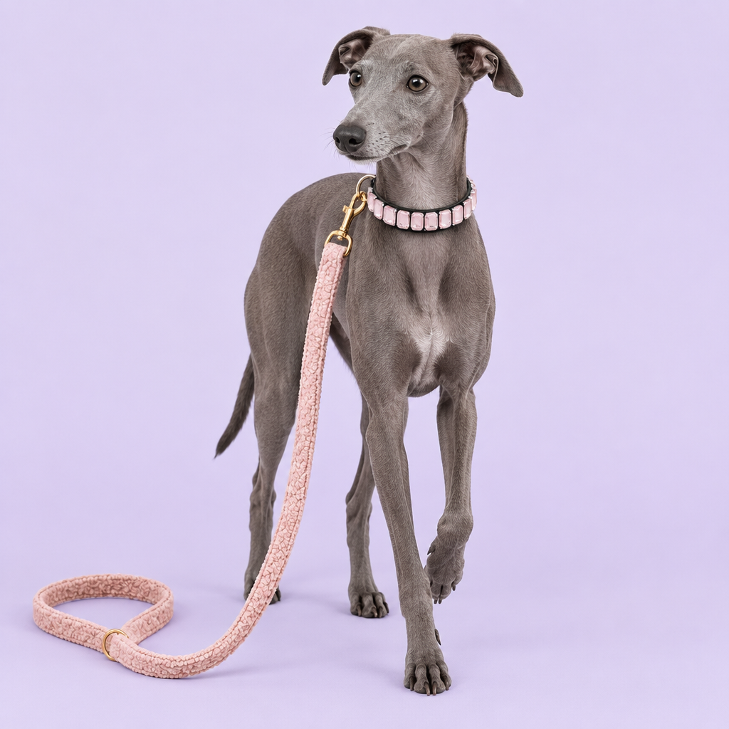 Italian Greyhound with pink fleece leash and pink crystal collar