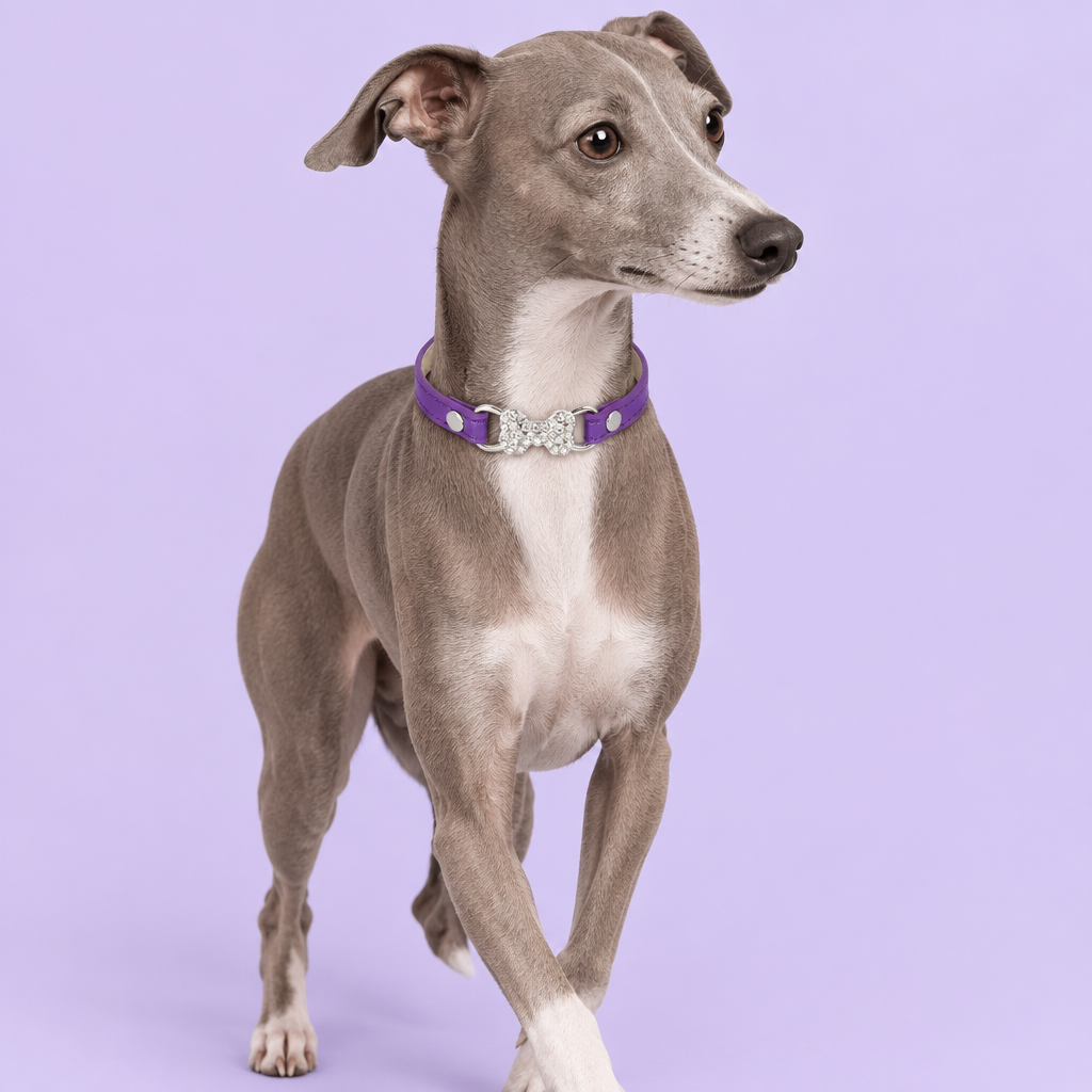 Italian greyhound with purple collar