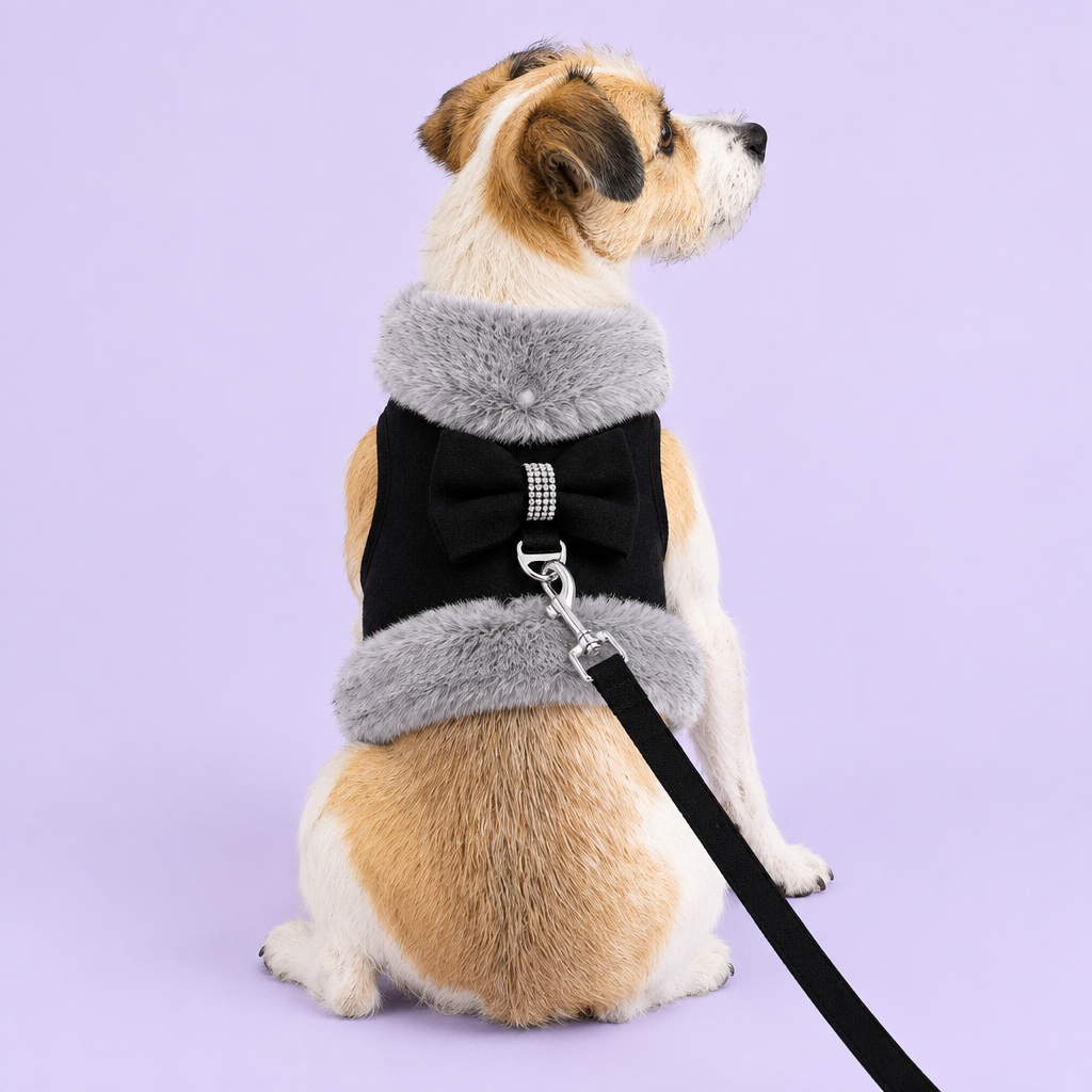 Jack Russell in black harness