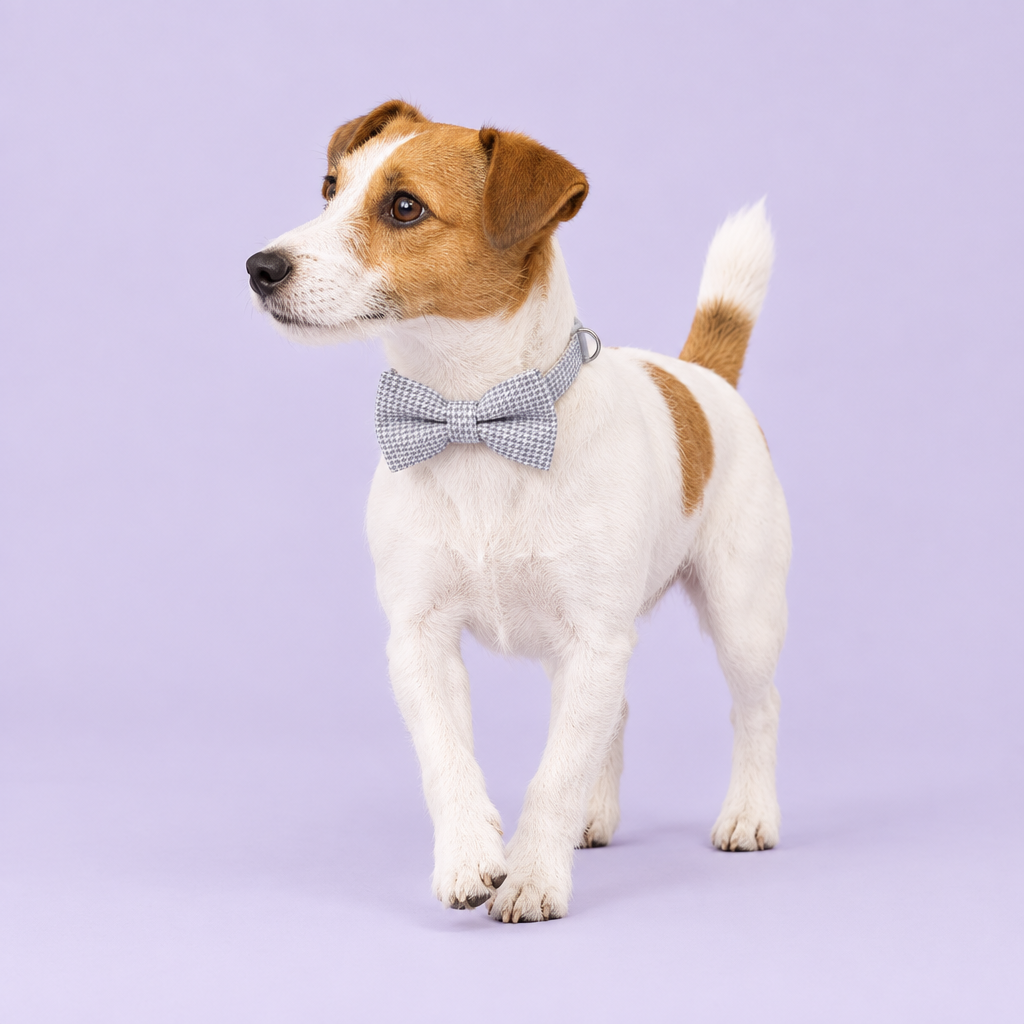 Jack Russell taking a gentle step