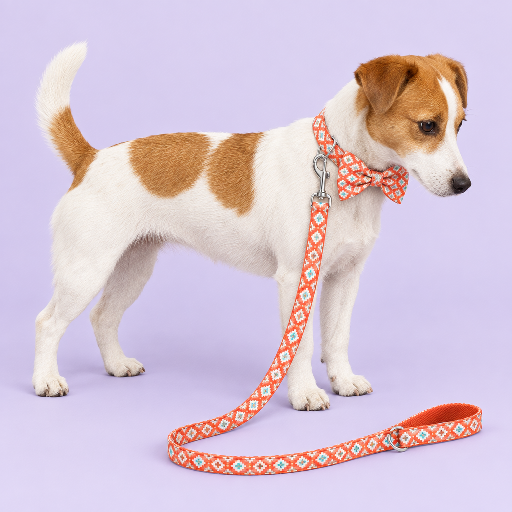 Jack Russell wearing geometric bow collar and leash