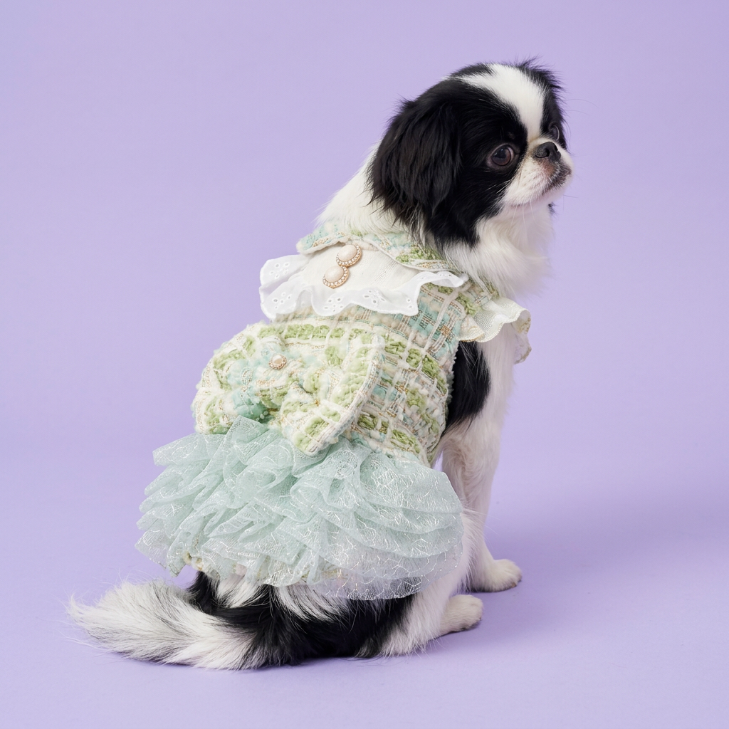 Japanese Chin in the green tweed dress
