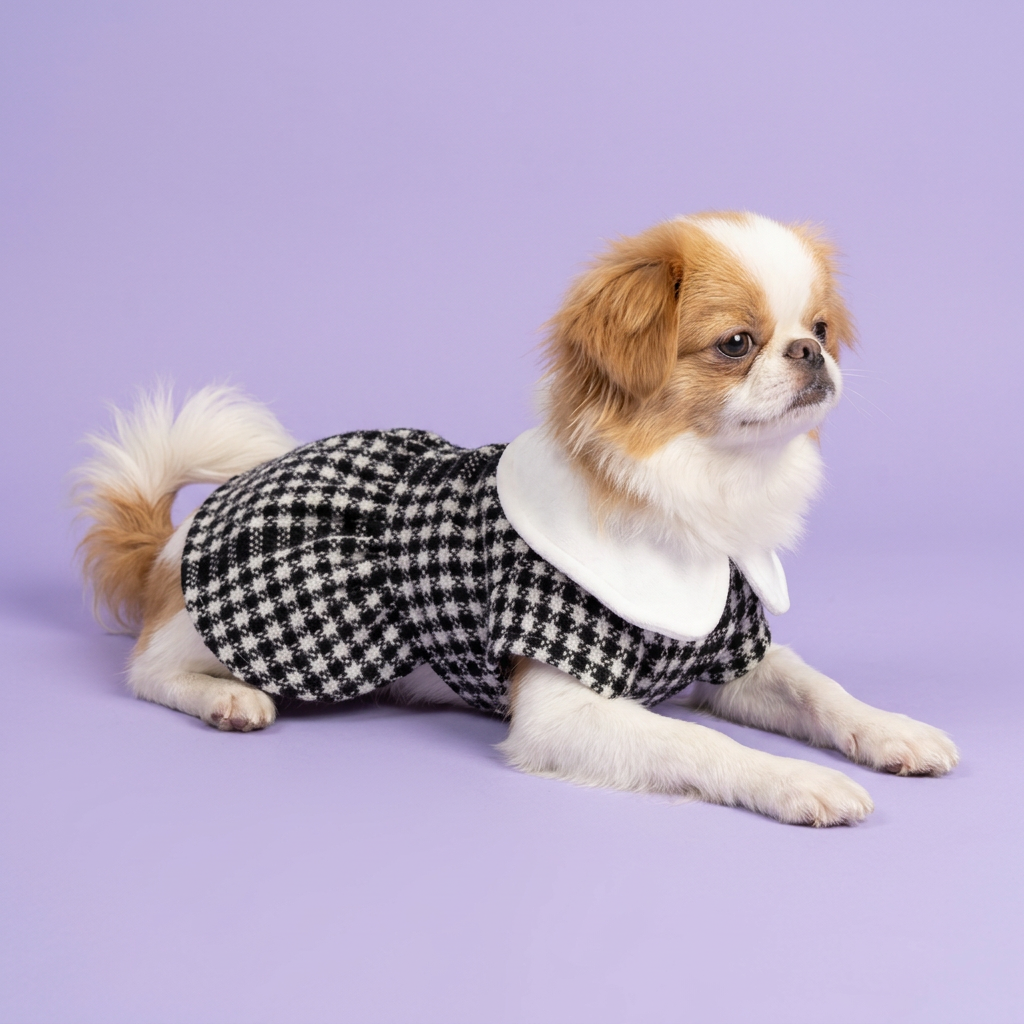 Japanese Chin lounging in the houndstooth dress