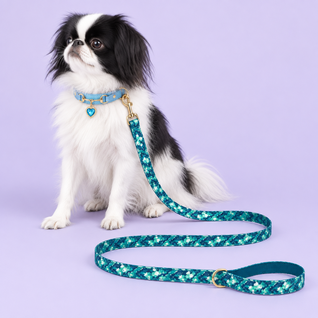 Japanese Chin with blue heart collar and teal floral leash