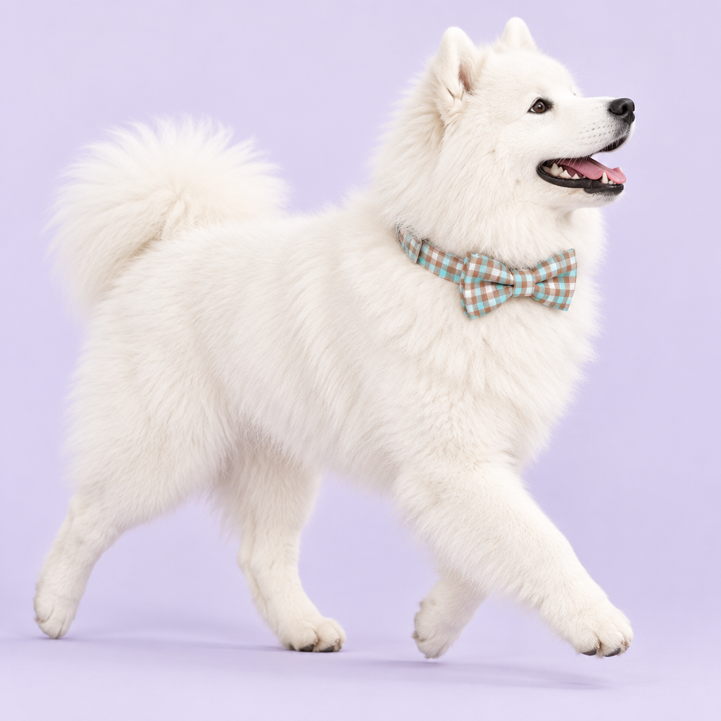 Large Samoyed wearing the plaid collar