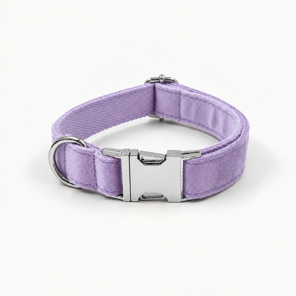 Light purple collar with silver buckle