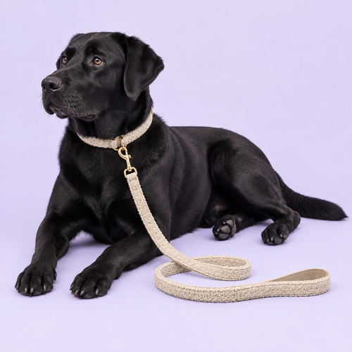 Lounging black Labrador in beige teddy fleece collar and leash