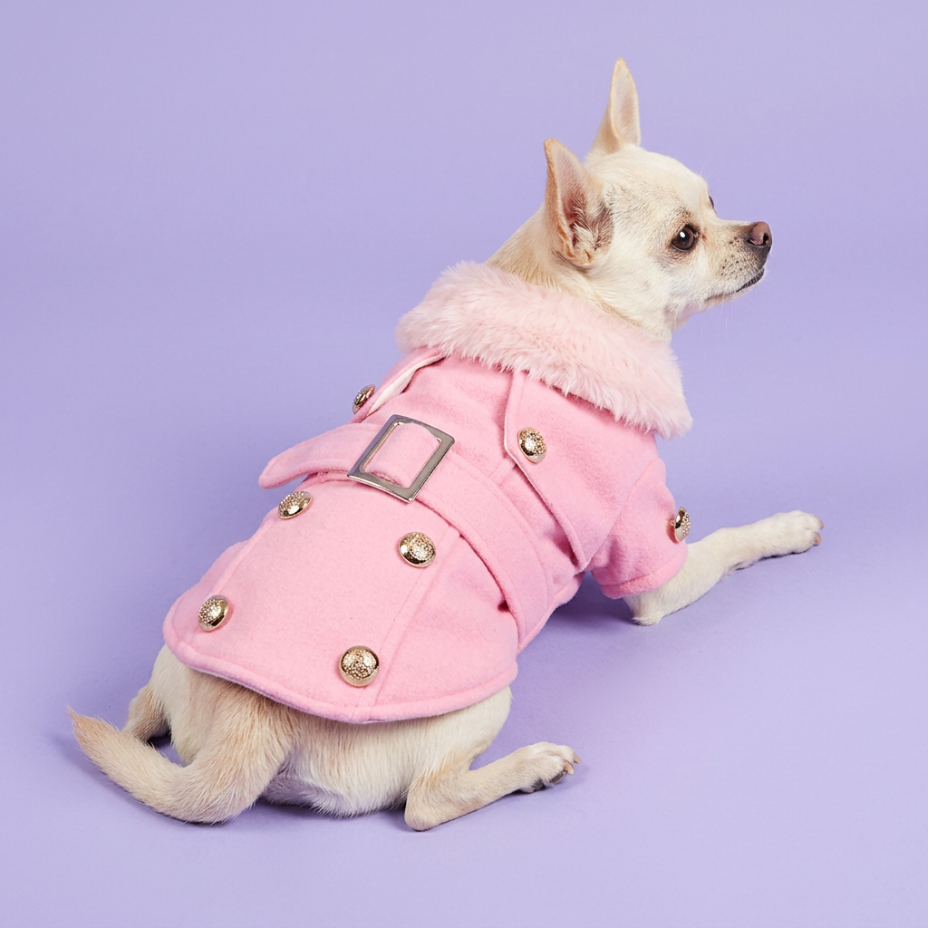 Lounging Chihuahua wearing the pink jacket