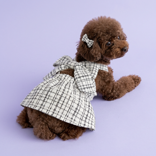 Lounging chocolate poodle wearing the checked bow dress