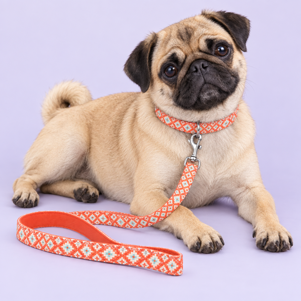 Lounging pug wearing the corrected geometric collar and leash