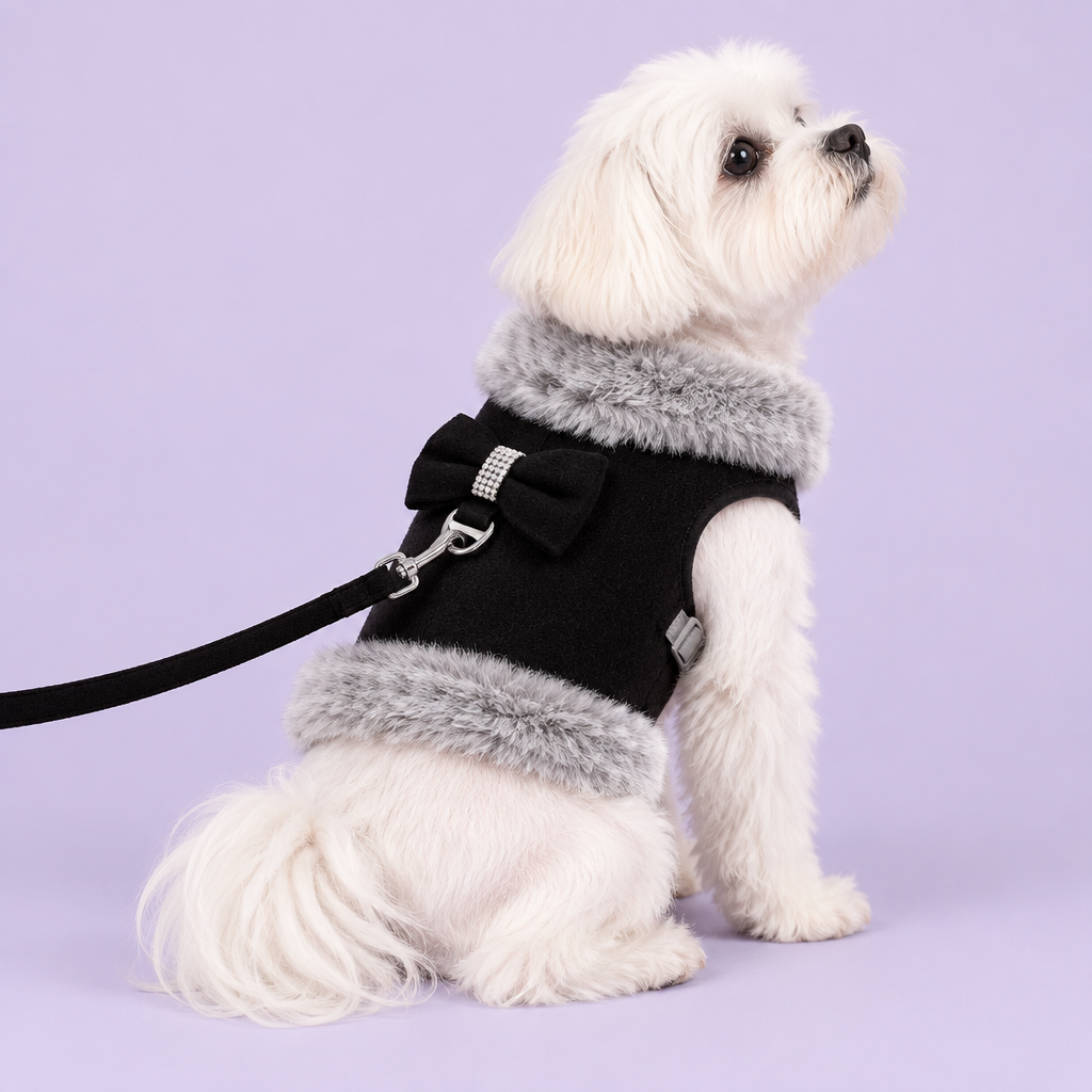 Maltese in black harness