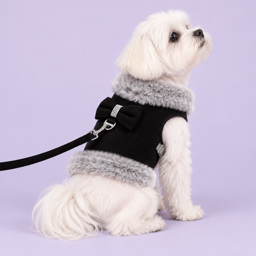 Maltese in black harness