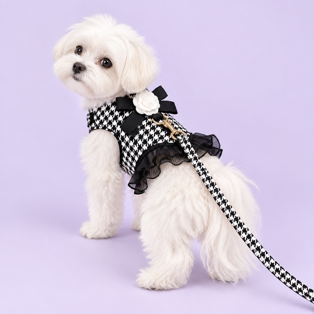 Maltese in houndstooth harness