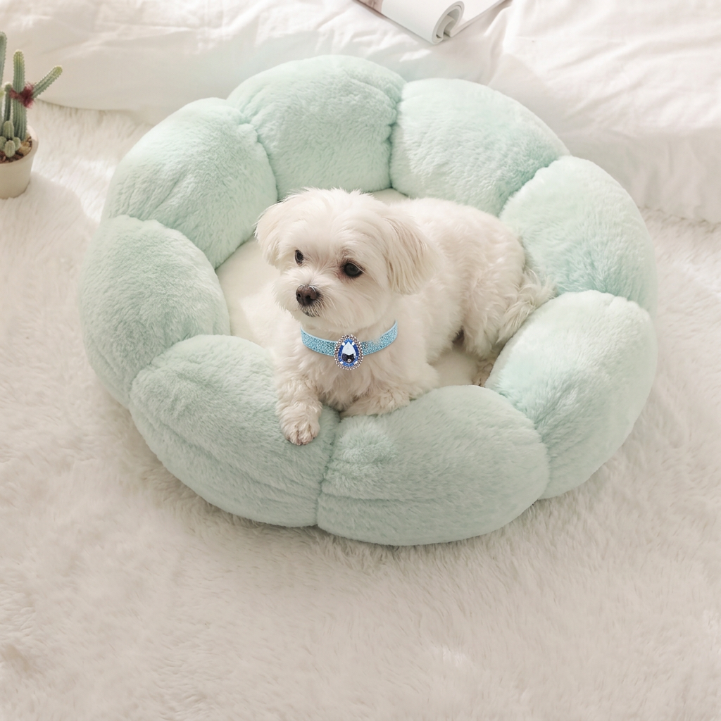 Maltese in mint flower bed wearing blue collar