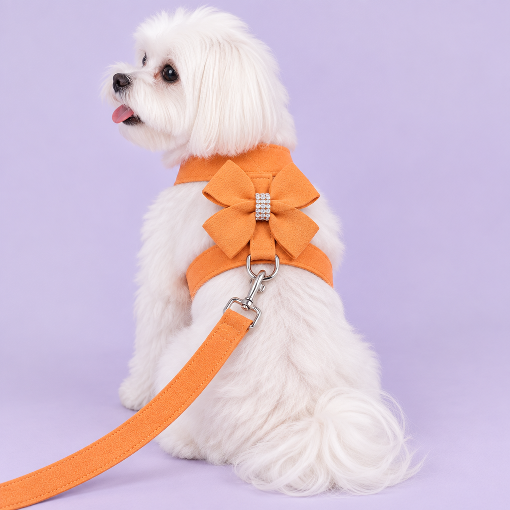Maltese in orange bow harness