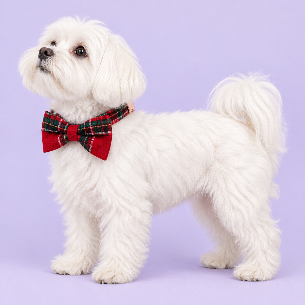 Maltese in red tartan bow collar