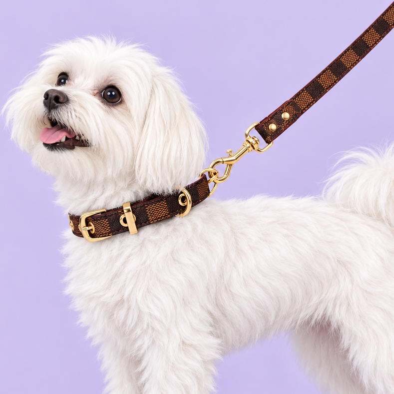 Maltese standing sideways