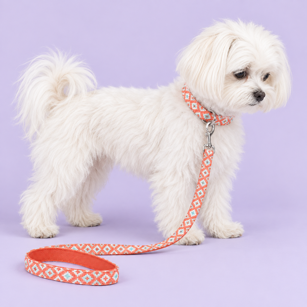 Maltese wearing the corrected geometric collar and leash