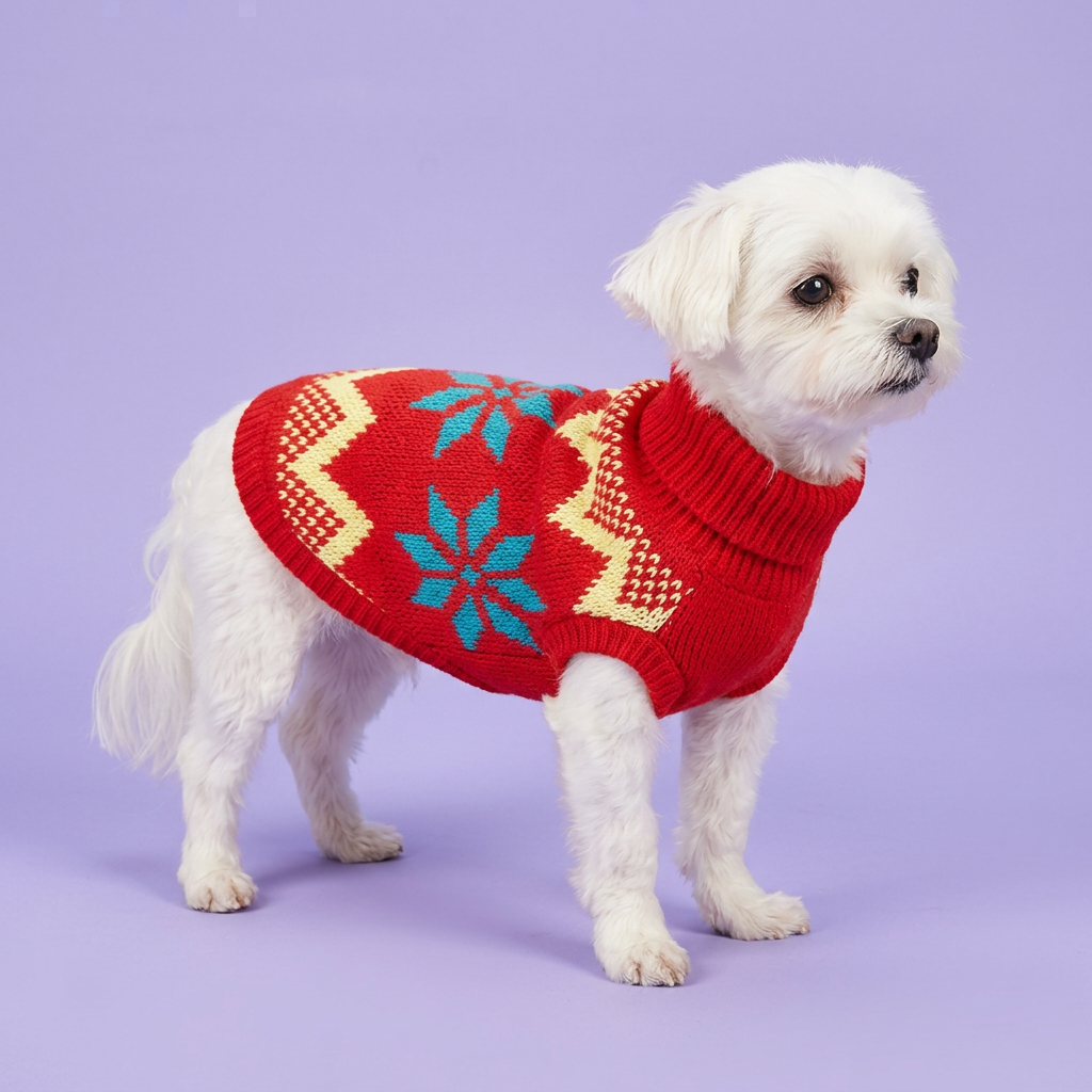 Maltese wearing the red sweater with teal motifs