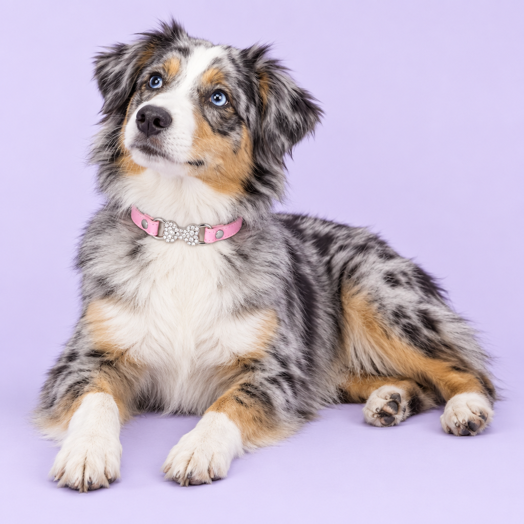 Medium blue-merle Australian shepherd reclining