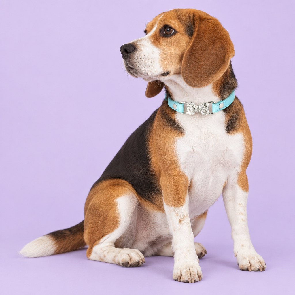 Medium tricolor beagle seated and looking left